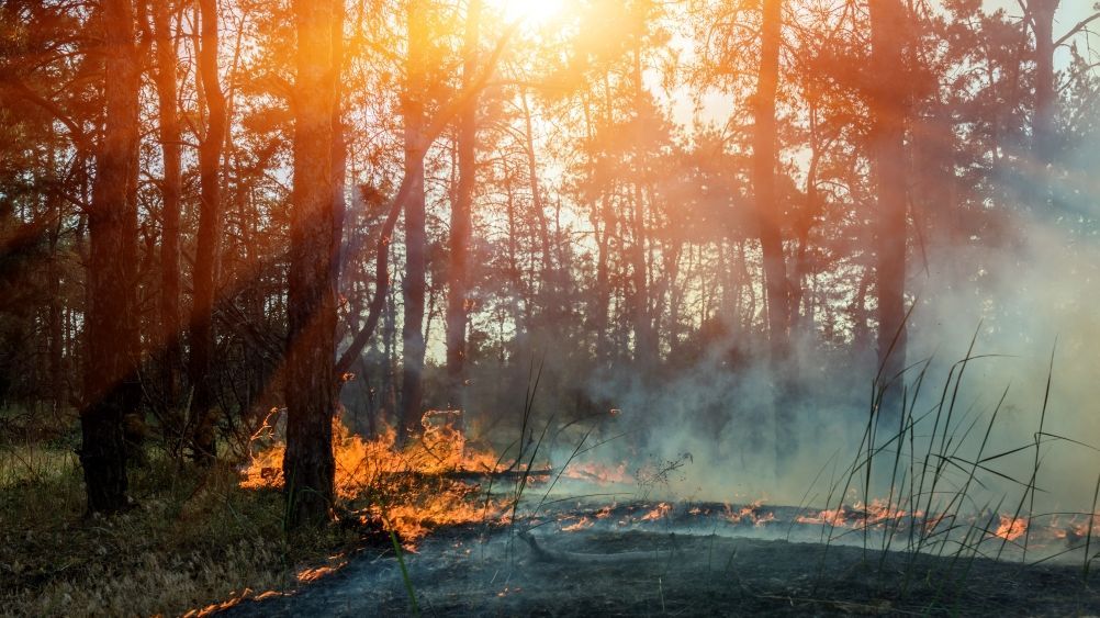 Wildfire (Photo: AdobeStock/Swiss TPH)