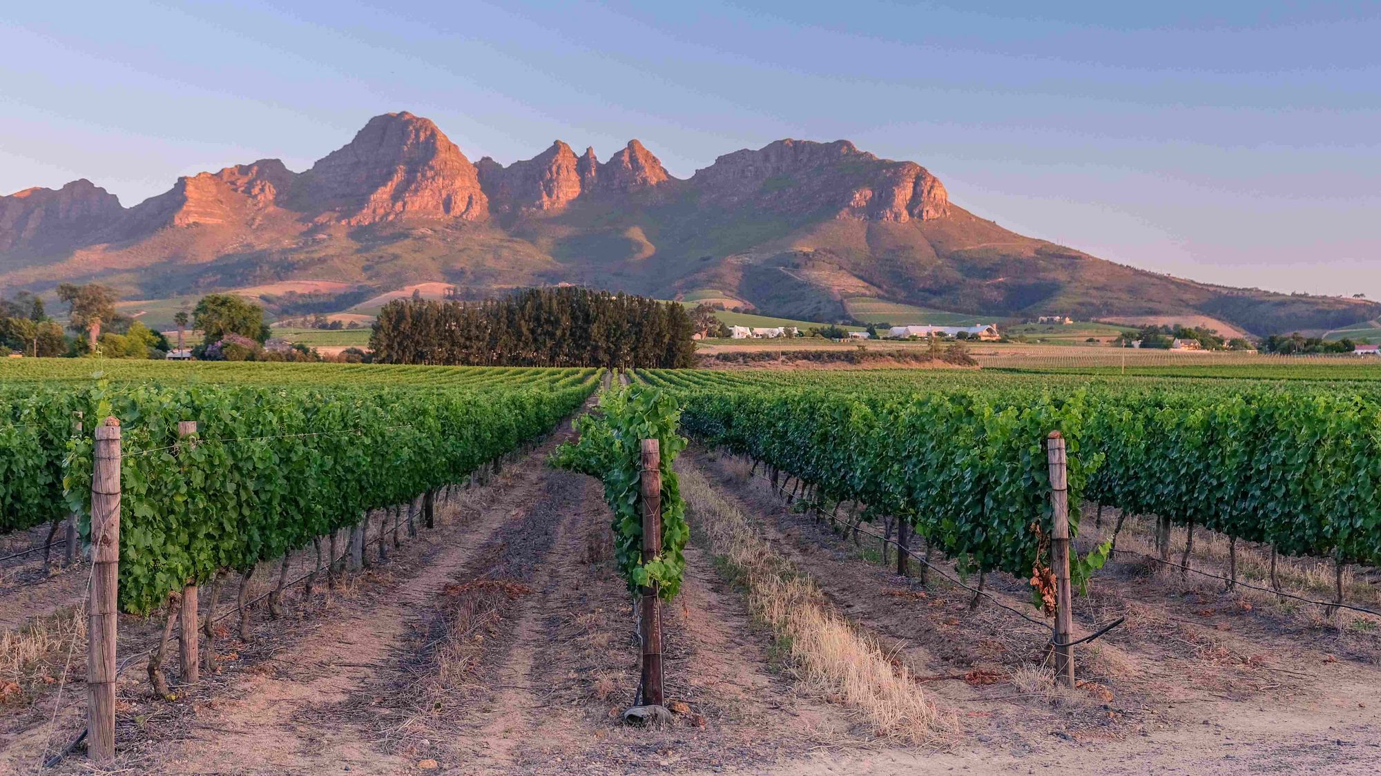 Vineyard in South Africa