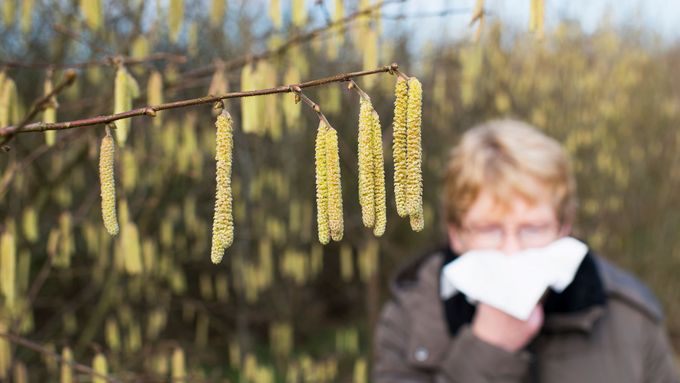Person with hay fever sneezes. (Photo: AdobeStock/Swiss TPH)