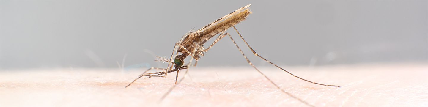 Anopheles stephensi (Photo: J. Pelikan, Swiss TPH)